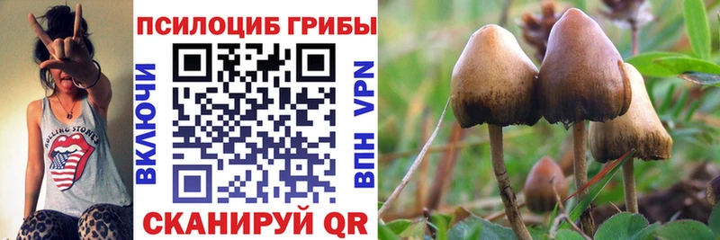 Галлюциногенные грибы Psilocybe  Мосальск 